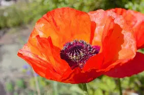 Sirop de Coquelicot image 2