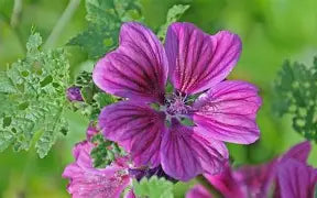 Sirop de Mauve image 2