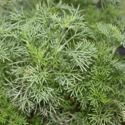 Sirop de plantes Cola (armoise cola)