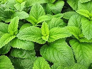 Sirop de plantes Mélisse citronnée