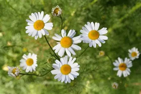 Camomille