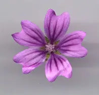 Sirop de Mauve image 1